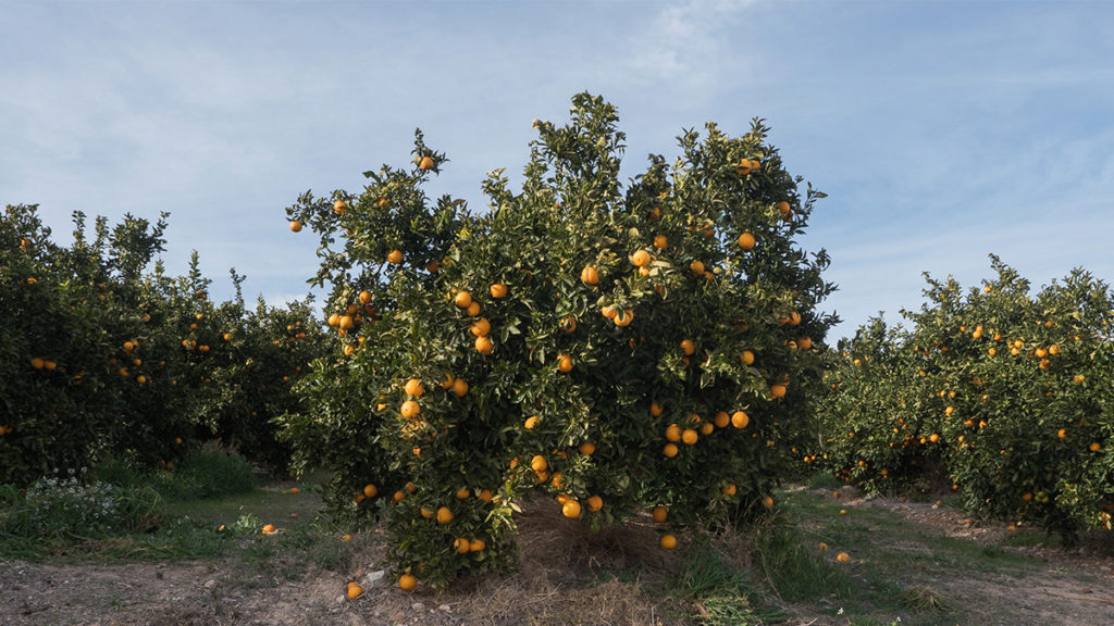 Fazenda Colaborativa - Imagem: crowdfarming.com